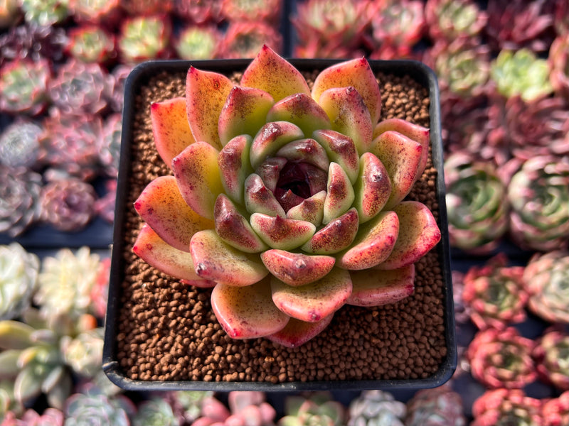 blood succulents Echeveria Agavoides 'Blood Maria' 2"-3" Succulent Plant – True Succulents  Plant Co