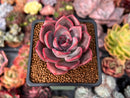 Echeveria 'Dark Chocolate' 2" Succulent Plant