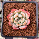Echeveria 'Starmark' 1" Succulent Plant