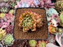 Echeveria Agavoides 'Sarabony' 2"-3" Cluster Succulent Plant
