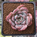 Echeveria 'Starmark' 2" Succulent Plant