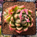 Echeveria Agavoides 'Wax' 2"-3" Succulent Plant
