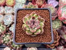 Echeveria Agavoides 'Amethyst' 1" Succulent Plant