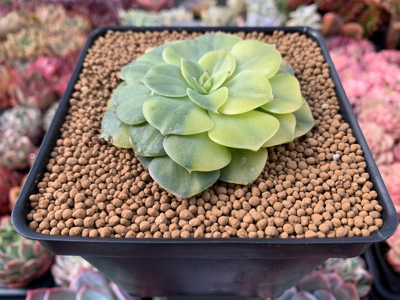long flat leaf succulent Echeveria sp. Variegated 4" Flat Succulent Plant – True Succulents Plant Co
