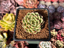 Echeveria Hybrid sp. 1" Succulent Plant
