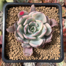 Echeveria 'Holwayi' Variegated 2" Succulent Plant
