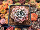 Echeveria 'Pink Spot' 2" Succulent Plant