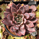 Echeveria 'Purple Champaign' 4"-5" Large Succulent Plant