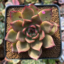 Echeveria Agavoides 'Padma' 2"-3" Succulent Plant