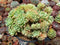 Echeveria 'Pansy' Crested 5" Succulent Plant