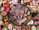 Echeveria 'Rodolfi' 4" Succulent Plant