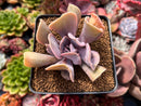 Echeveria 'Perle von Nurnberg' Trumpeting Form (Not Trumpet Pinky) 2"-3" Succulent Plant