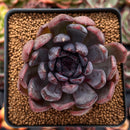 Echeveria 'Purple Zaragoza' 2" Succulent Plant