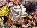 Echeveria 'Bambino 2" Succulent Plant