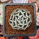 Echeveria 'Revolution' 1" Succulent Plant