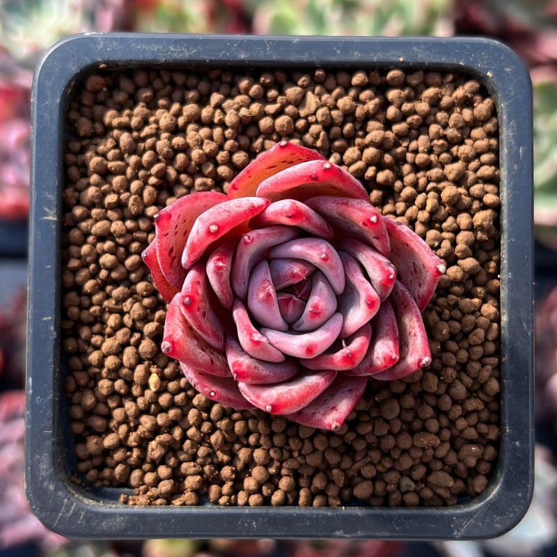 succulent dragon Echeveria 'Pink Dragon' 1" Succulent Plant – True Succulents Plant Co