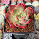 Echeveria 'Glam Pink' 2" Succulent Plant