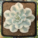 Echeveria Runyonii Variegated (Aka Echeveria 'Akaihosi' Variegated) 3" Succulent Plant