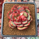 Echeveria 'Sunrise' 2"-3" Succulent Plant