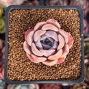Echeveria Hybrid sp. 1"-2" Succulent Plant