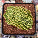 Echeveria Agavoides 'Gilva' Crested 3" Succulent Plant