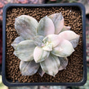 Quetzalcoatlia 'Pentandra Superba' Variegated 2" Succulent Plant (Formerly Graptopetalum 'Pentandrum Superbum' Variegated)