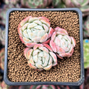 Echeveria 'Lemon Berry' 2" Cluster Succulent Plant