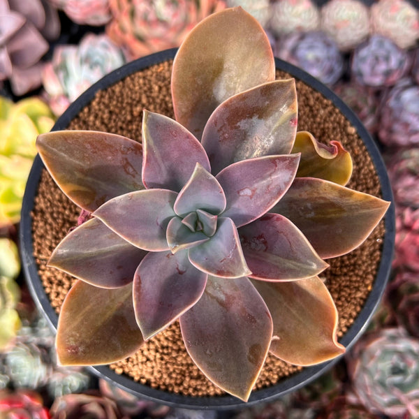 Graptoveria 'Fred Ives' Lightly Variegated 3" Succulent Plant