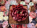 Echeveria Agavoides 'Signature' 3" Succulent Plant