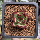 Echeveria Agavoides sp. 1" Succulent Plant