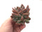 Echeveria 'Zenith' Cluster 4" Rare Succulent Plant