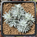 Dudleya 'White Greenii' 3"-4" Cluster Succulent Plant