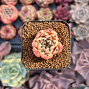 Echeveria Agavoides 'Black Cat' 1" Succulent Plant