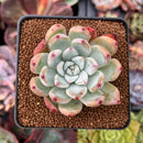 Echeveria 'Colorata Brandtii' 2" Succulent Plant