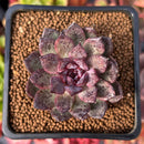 Echeveria 'Blasino' 2" Succulent Plant