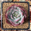 Echeveria 'Lovely Bear' 2" Succulent Plant