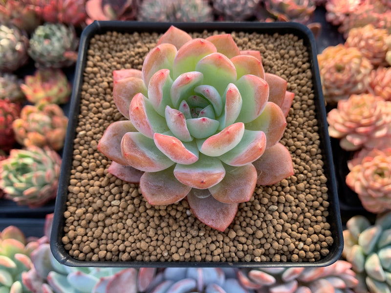 star succulents lodi Echeveria 'Starmark' 4" Succulent Plant – True Succulents Plant Co