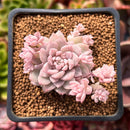 Echeveria 'Prolifica' Variegated 1"-2" Succulent Plant