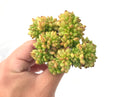 Echeveria 'Chubbs' Crested 4" Rare Succulent Plant