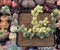 Corpuscalaria 'Lehmannii" Variegated Cluster 3" Succulent Plant