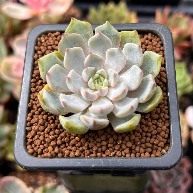 Echeveria 'Star J' 1