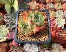 Echeveria Agavoides 'Paulderance' 2" Succulent Plant