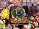 Pachyveria 'Pachyphytoides' Variegated 2" Succulent Plant