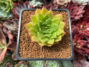 Echeveria Agavoides 'Francesca' Variegated 2" Succulent Plant