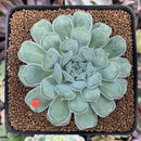 Echeveria 'Hearts Choice' 2"-3" Succulent Plant