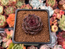 Echeveria 'La Rose' 1" Succulent Plant