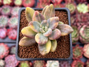 Pachyveria 'Oviferum Shireiden' Variegated 2" Succulent Plant