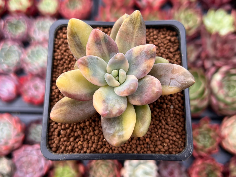 Pachyveria 'Oviferum Shireiden' Variegated 2