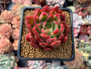 Echeveria Agavoides 'Prolifera' 3" Succulent Plant