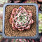 Echeveria 'Primavera' 1" Freckled Succulent Plant